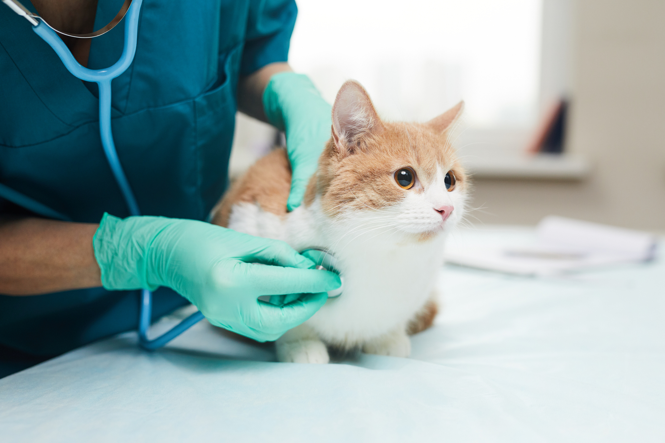 Un vétérinaire écoute le cœur et les poumons d'un chaton.