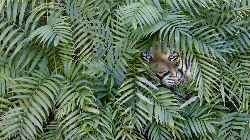 A tiger's face is visible through greenery.