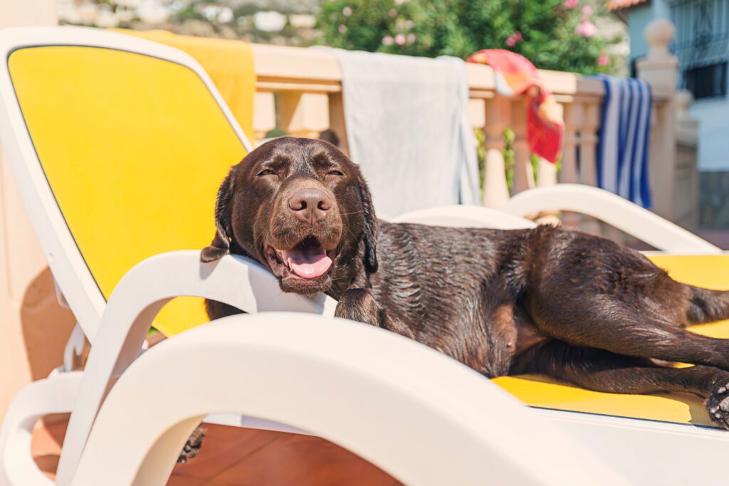 dog sunbathing on sun lounger