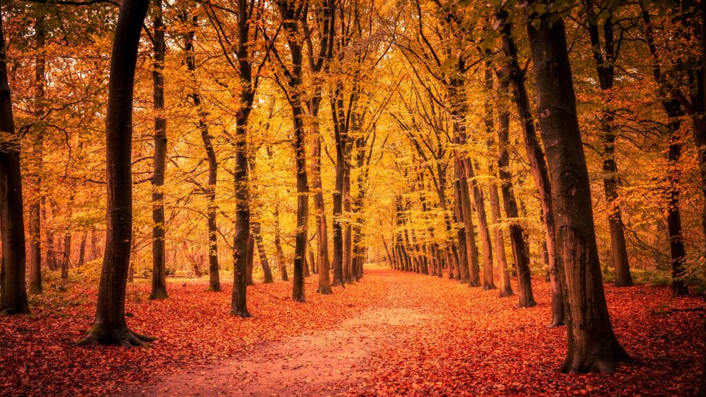 A forest at autumn with an orange cast.