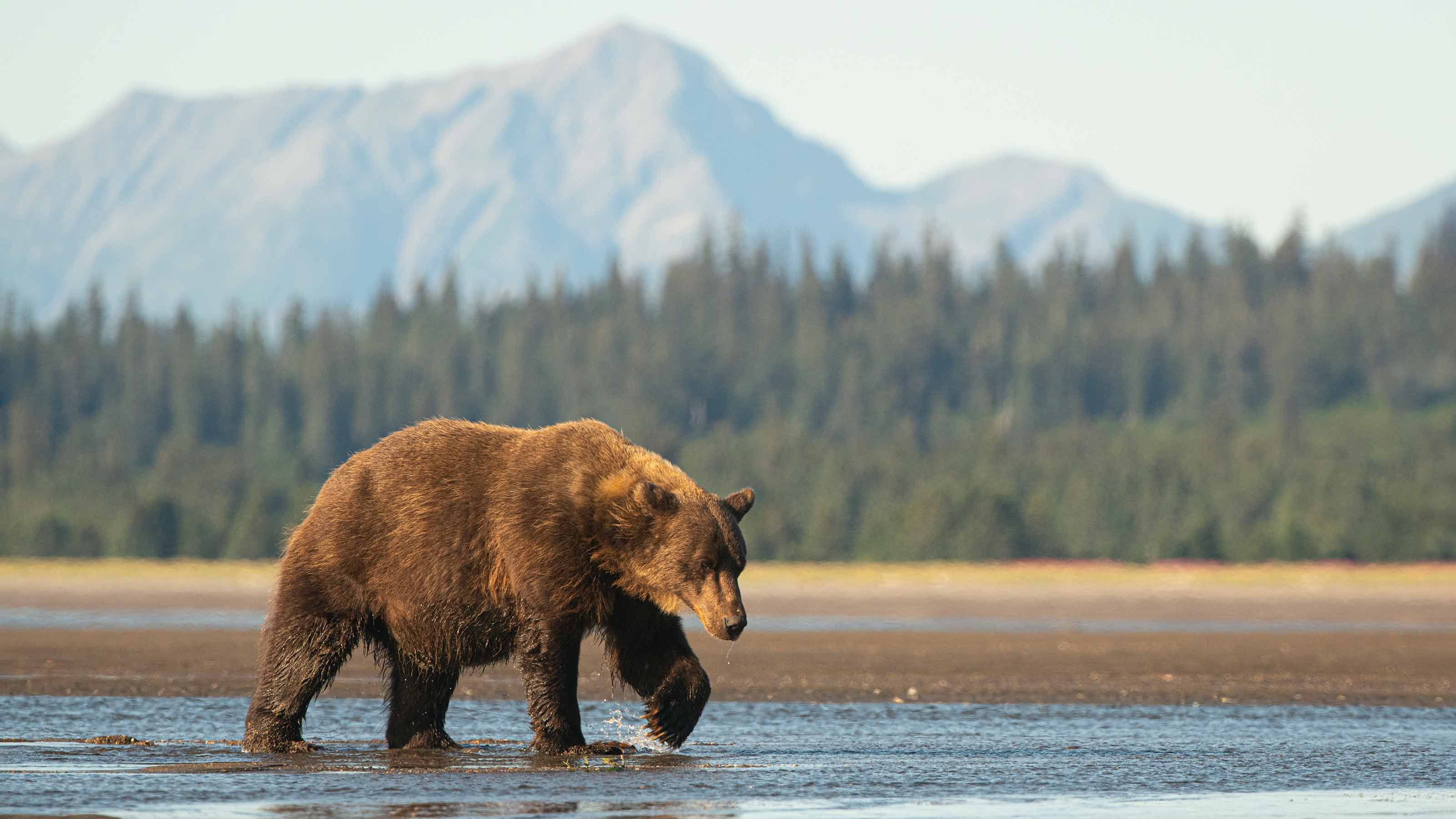 Photo d'un ours en Alaska