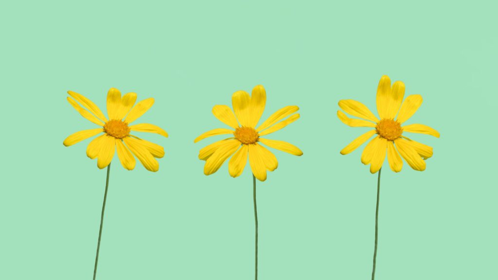 Three yellow flowers against a green background.
