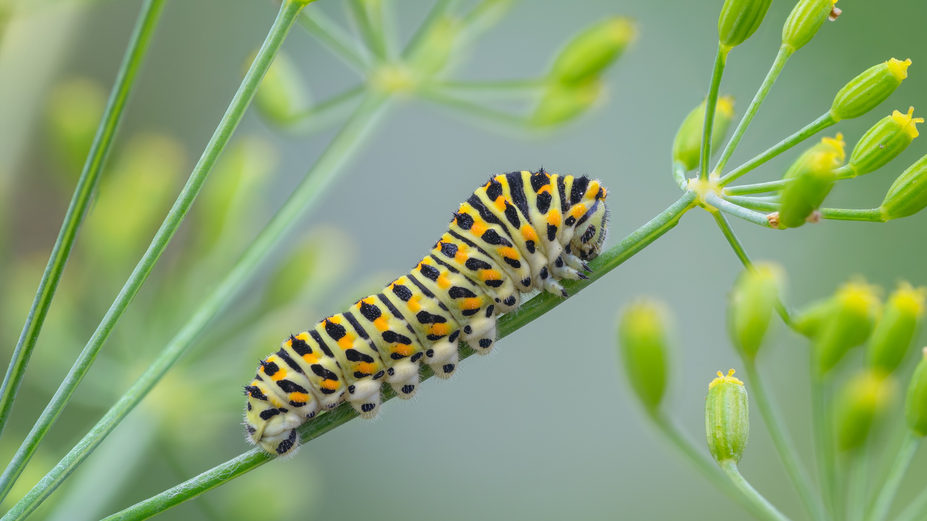 Une chenille sur une plante.