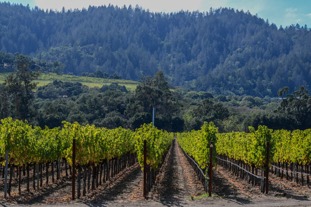 Vignoble à Napa