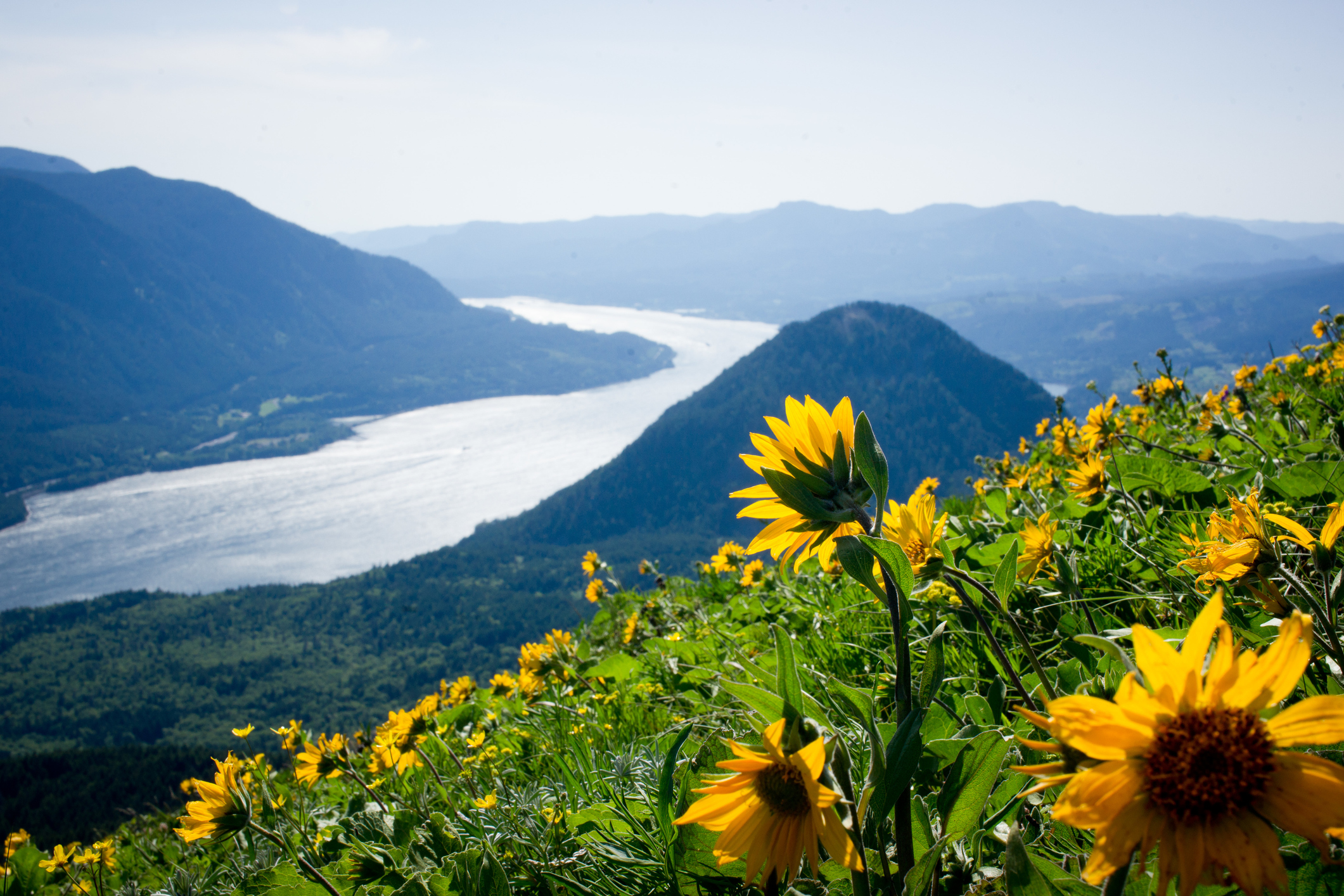 Tournesols jaunes sur la colline surplombant le fleuve Columbia à Washington