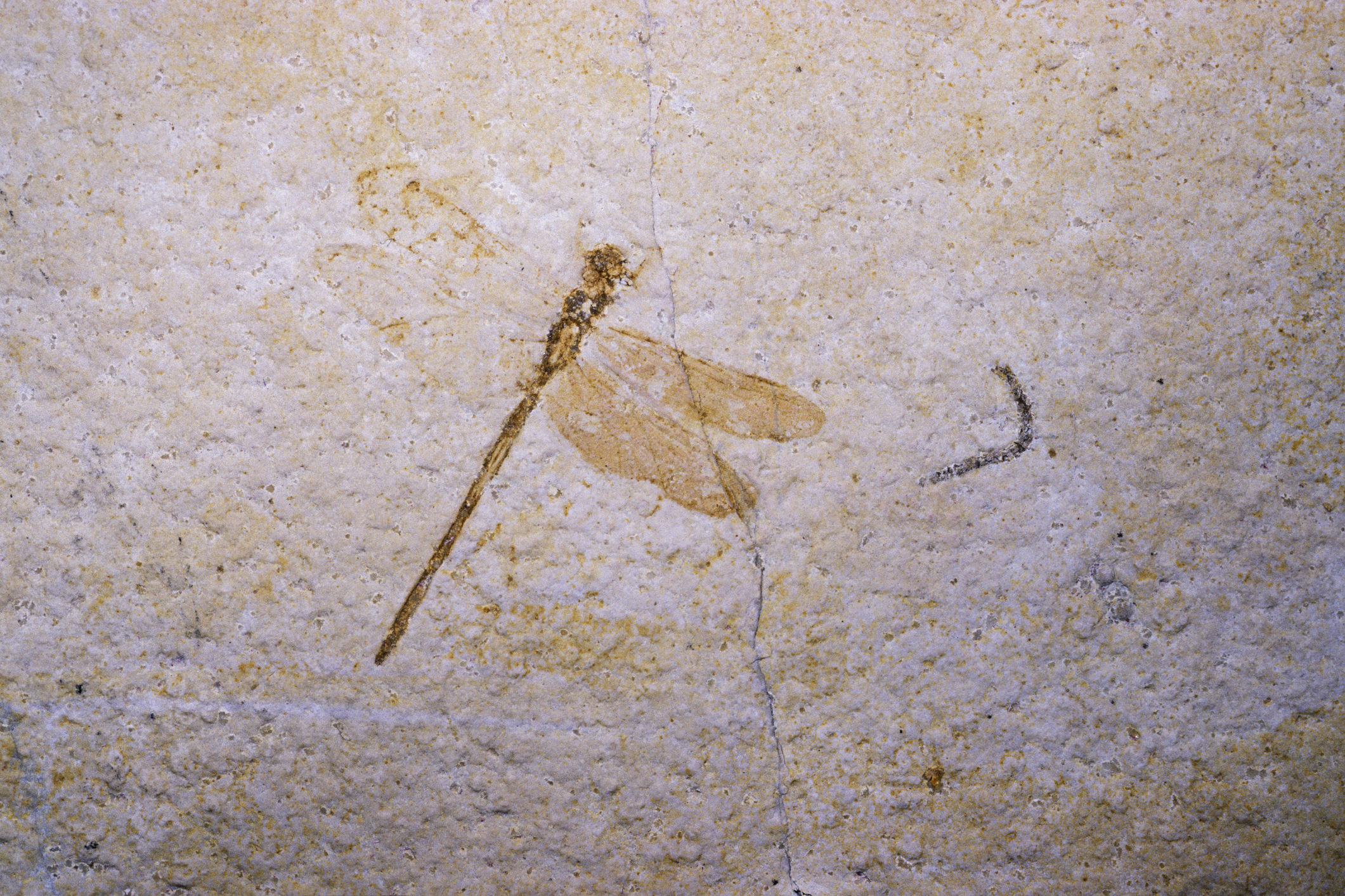 Fossile de libellule dans la roche