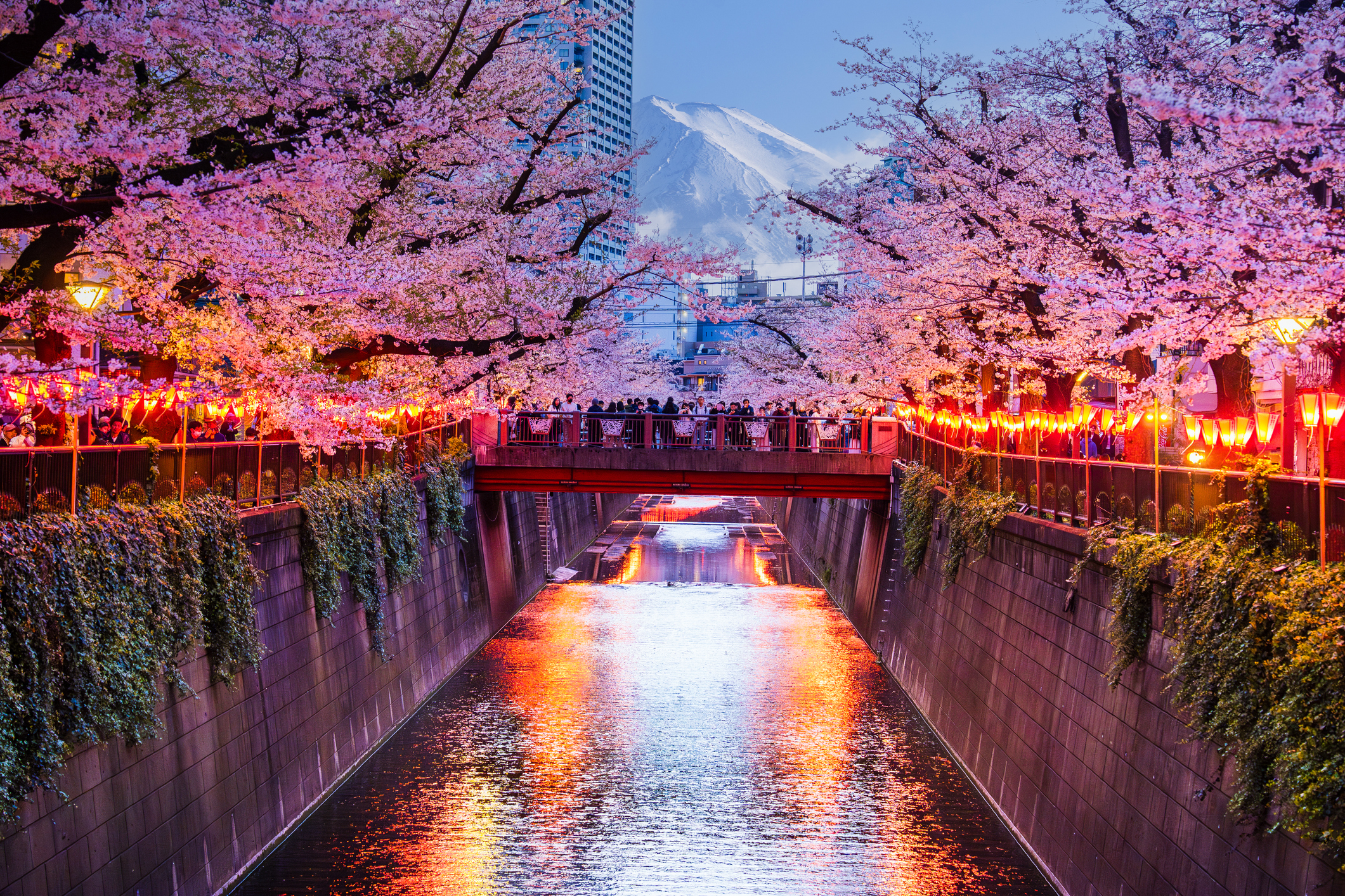 Les fleurs de cerisier bordent une rivière tranquille éclairée par des lanternes chaleureuses, créant une atmosphère magique qui capture l'essence du printemps dans un cadre urbain pittoresque au Japon.
