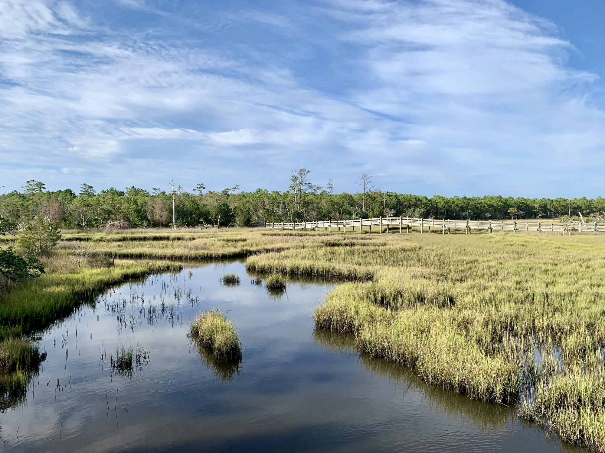 Paysage marécageux côtier dans la forêt nationale de Croatan, Caroline du Nord