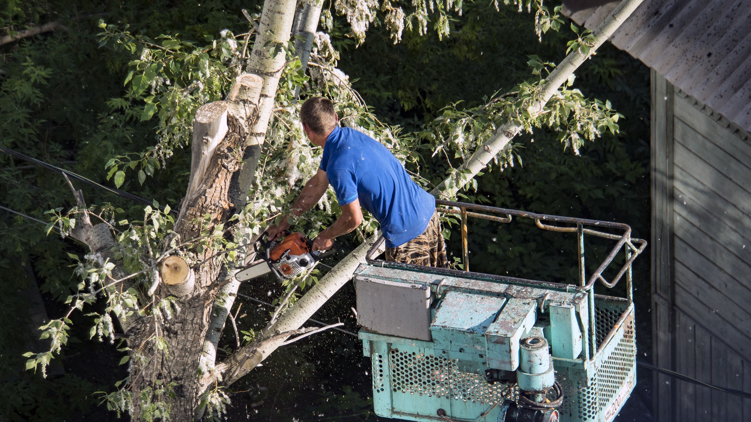 Que pouvez-vous faire lorsque l’arbre de votre voisin présente un danger ?