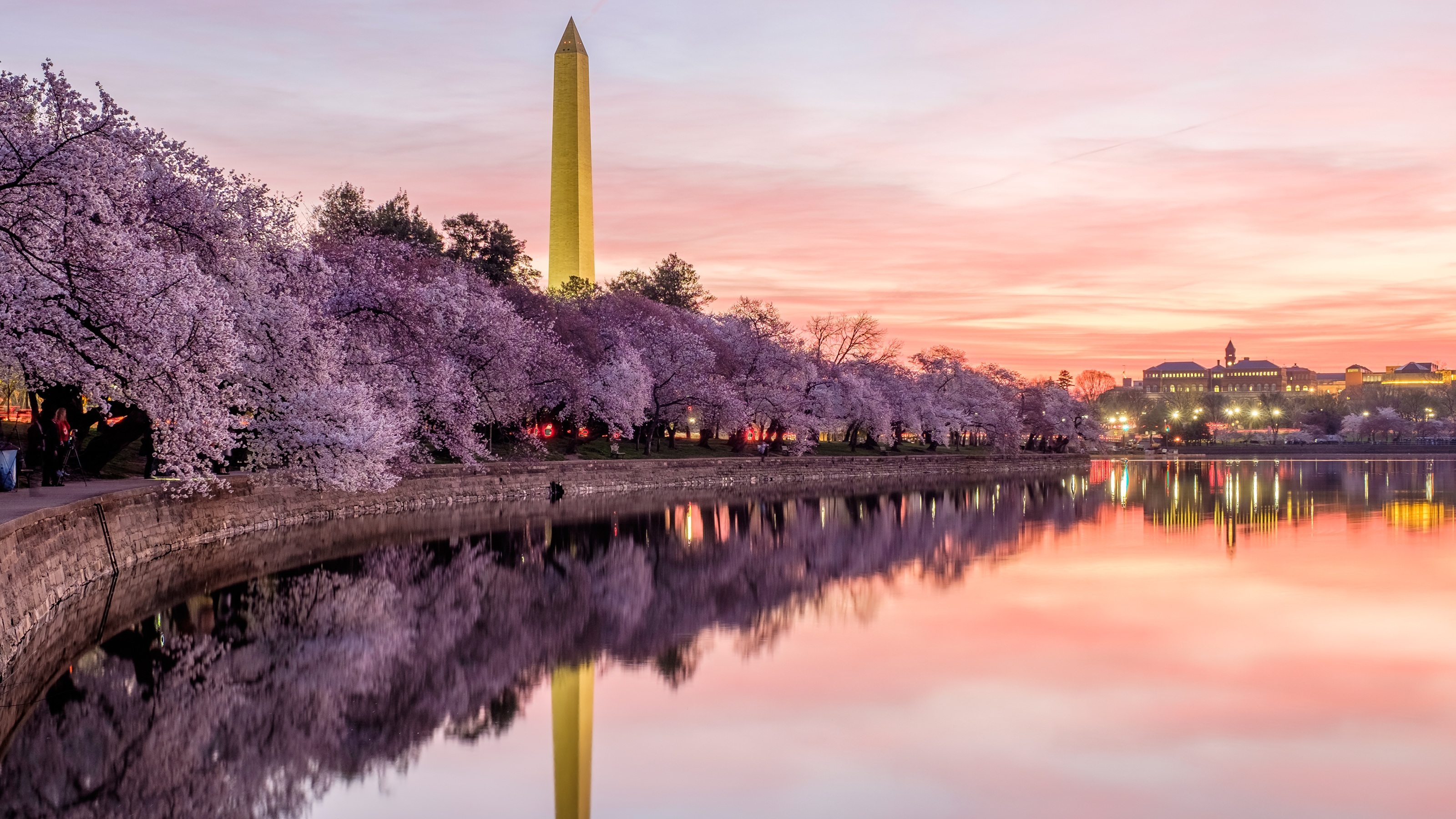 Fleurs de cerisier en pleine floraison autour du bassin de marée à Washington, DC