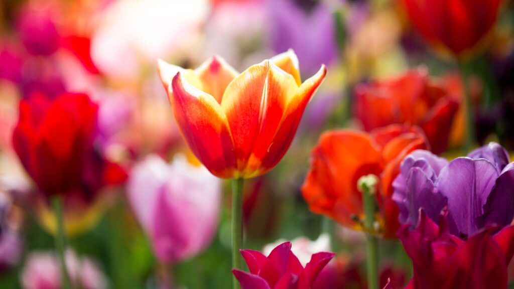 Avril apporte des averses, des fleurs et votre plan de santé financière