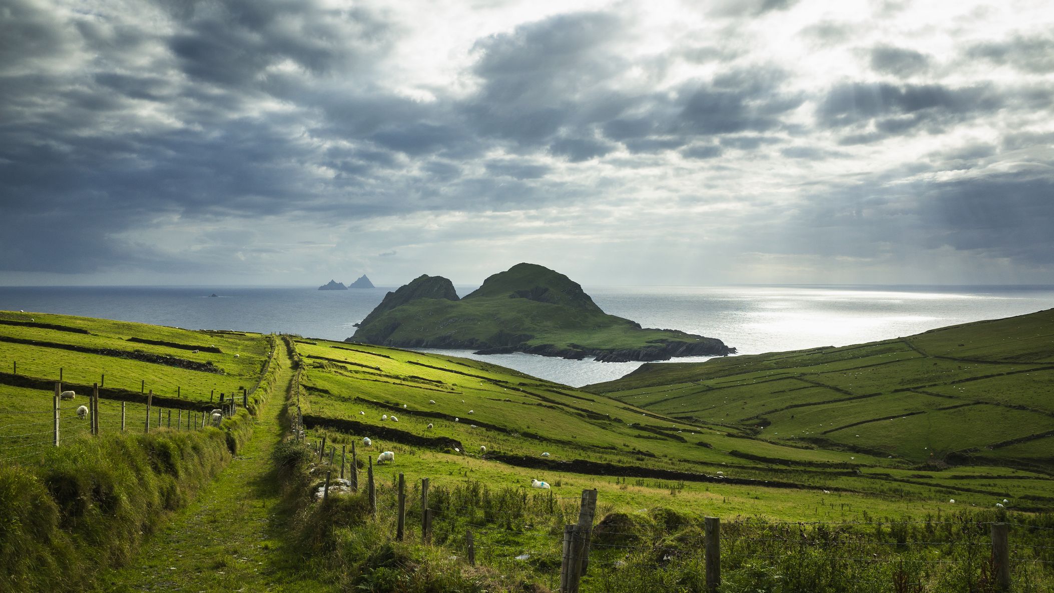 Une colline herbeuse menant à la mer et une île densément verte en Irlande.