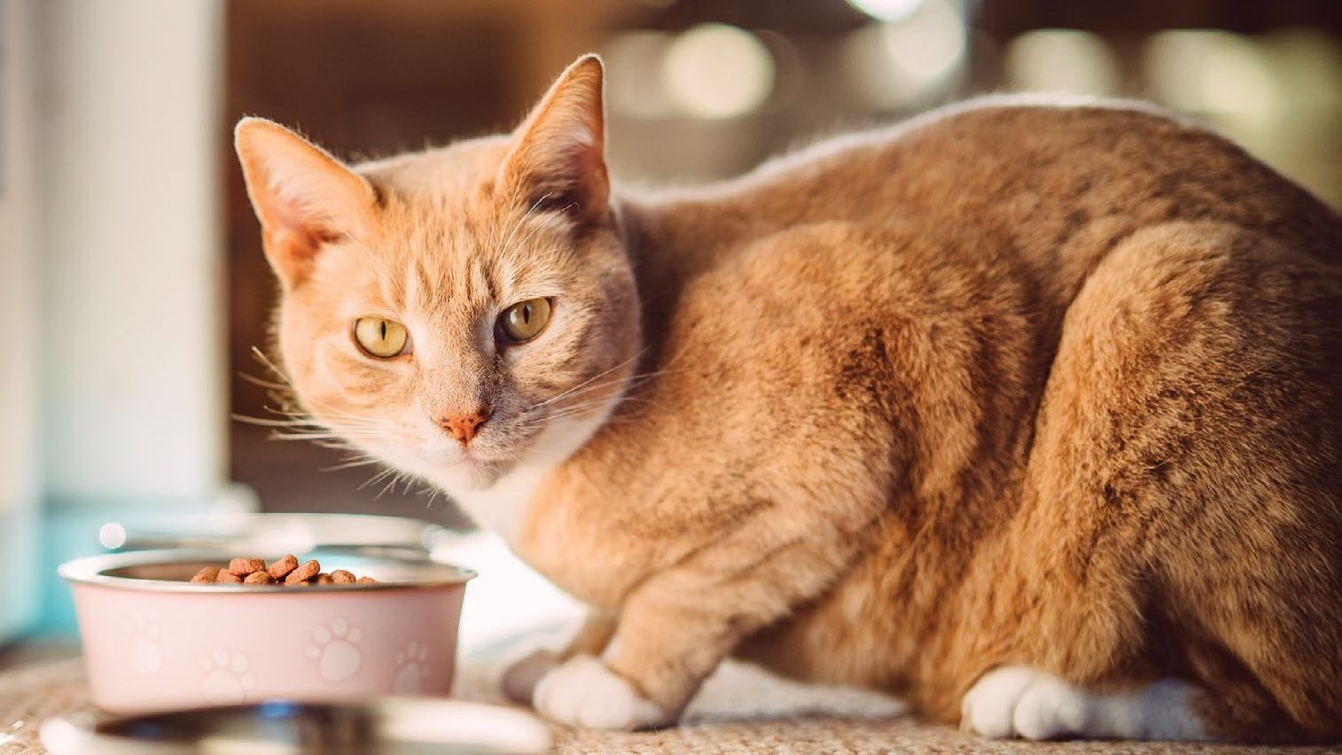 KPF573.pet_care.catGetty2235158692