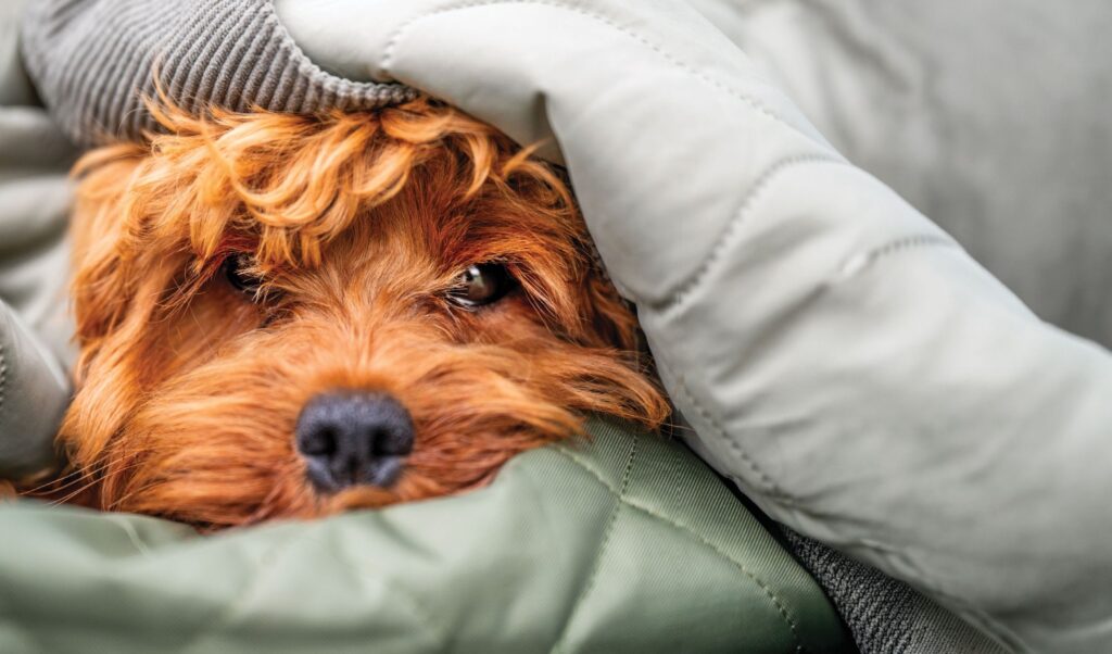 Comment réduire le coût des soins aux animaux de compagnie