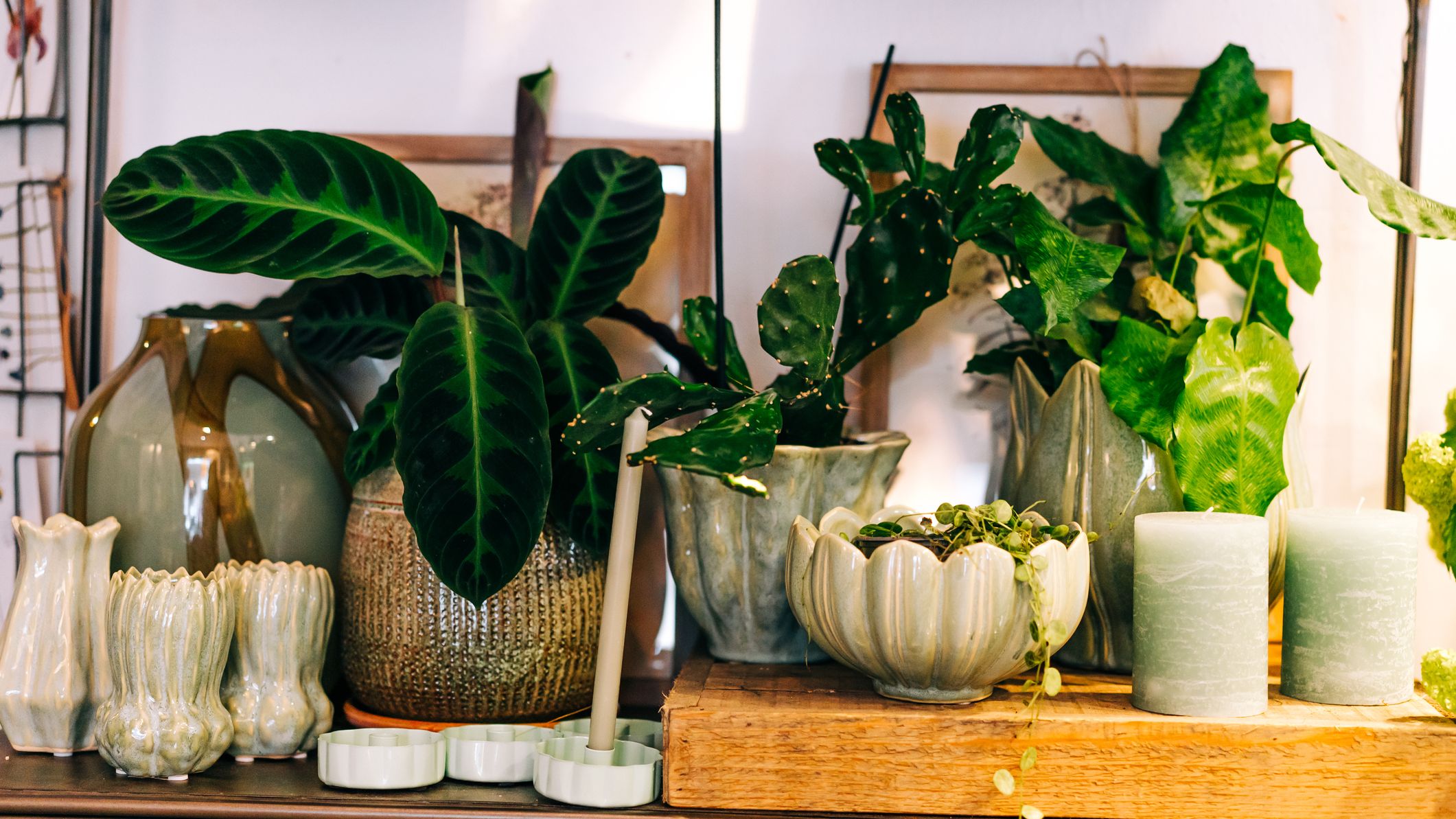 Une exposition de jardinières artisanales en céramique dans des tons menthe, beige et ocre avec des plantes d'intérieur tropicales luxuriantes disposées sur une étagère en métal