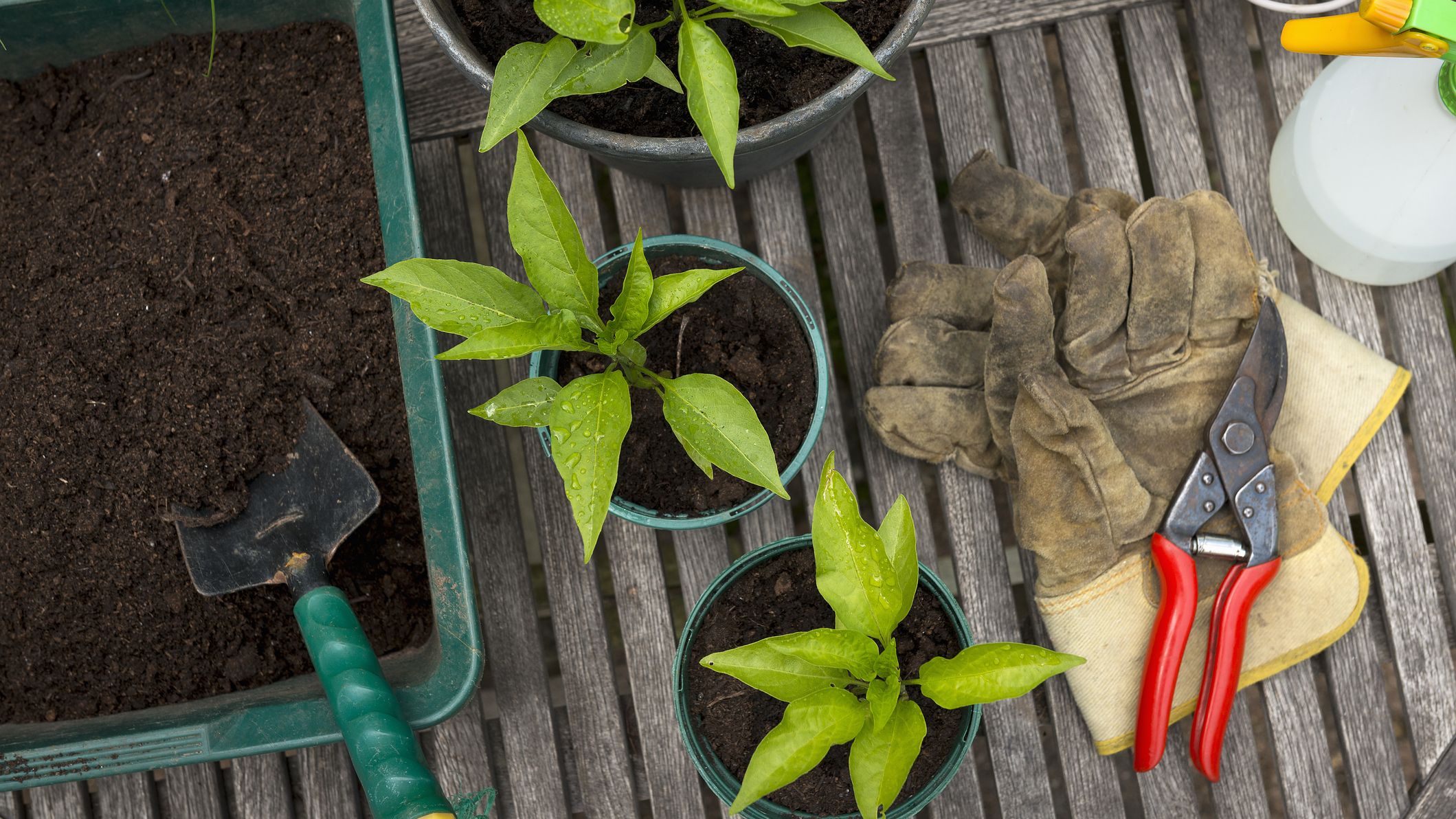 vue de dessus des plantes en pot, des fournitures de jardinage et de la terre