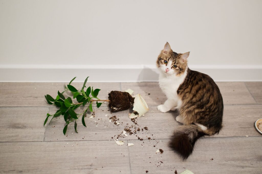 Les stocks d’animaux de compagnie ont chuté depuis le COVID. Est-ce une opportunité d’investissement ?