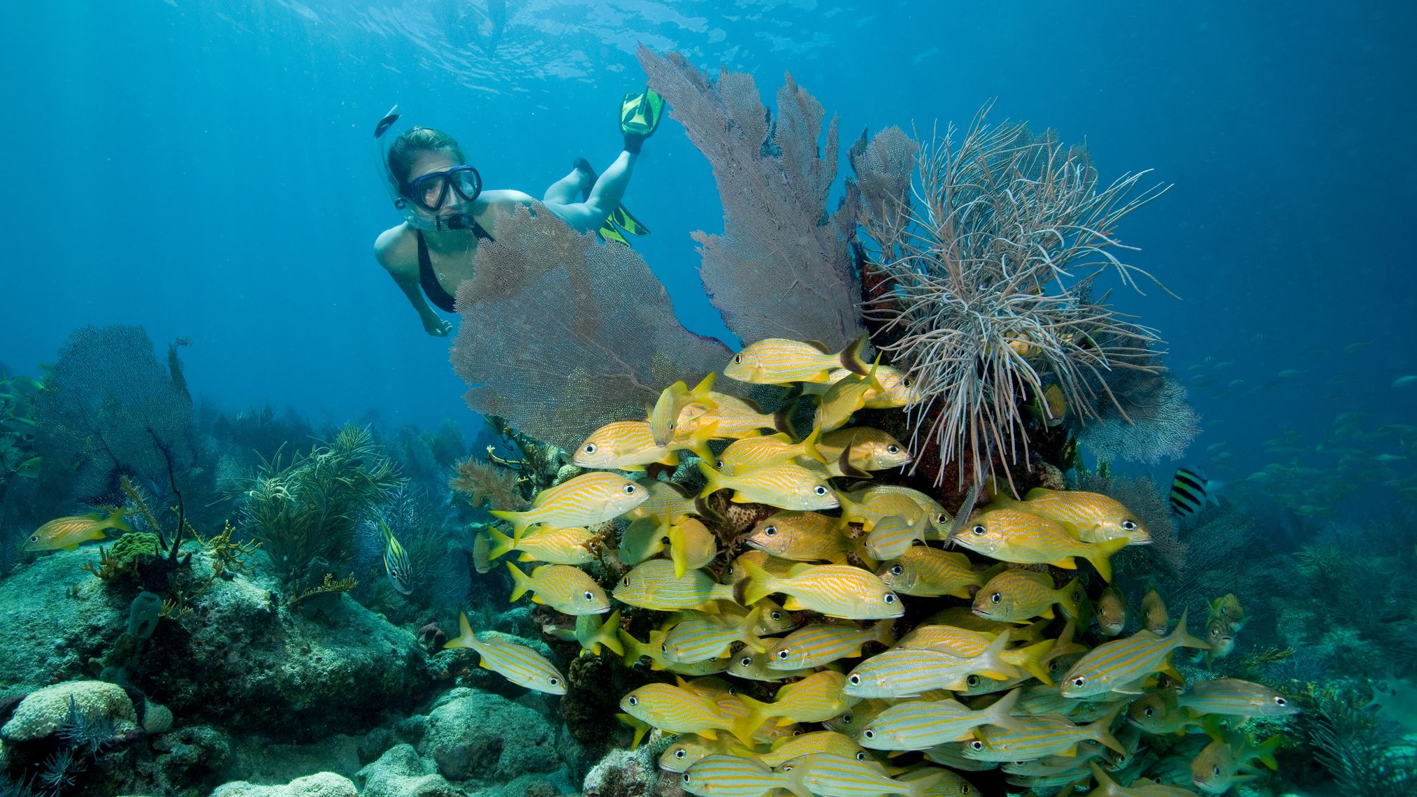 une femme plongeant à Key Largo