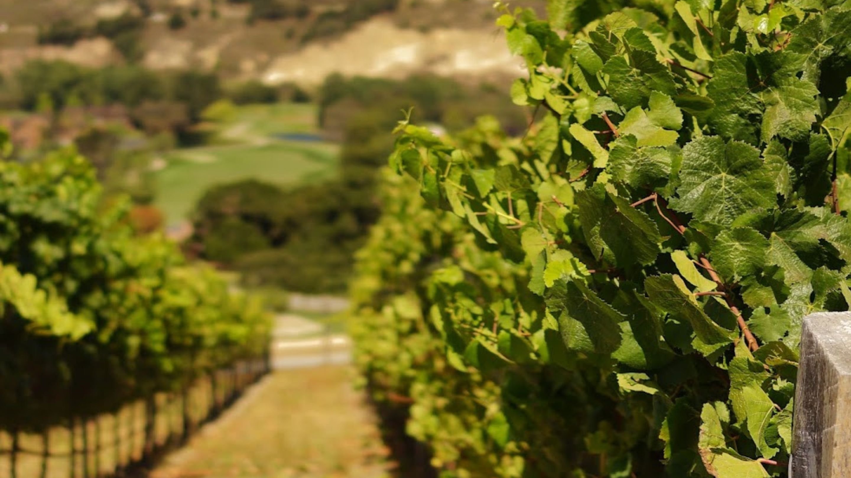Un vignoble dans la vallée du Carmel.