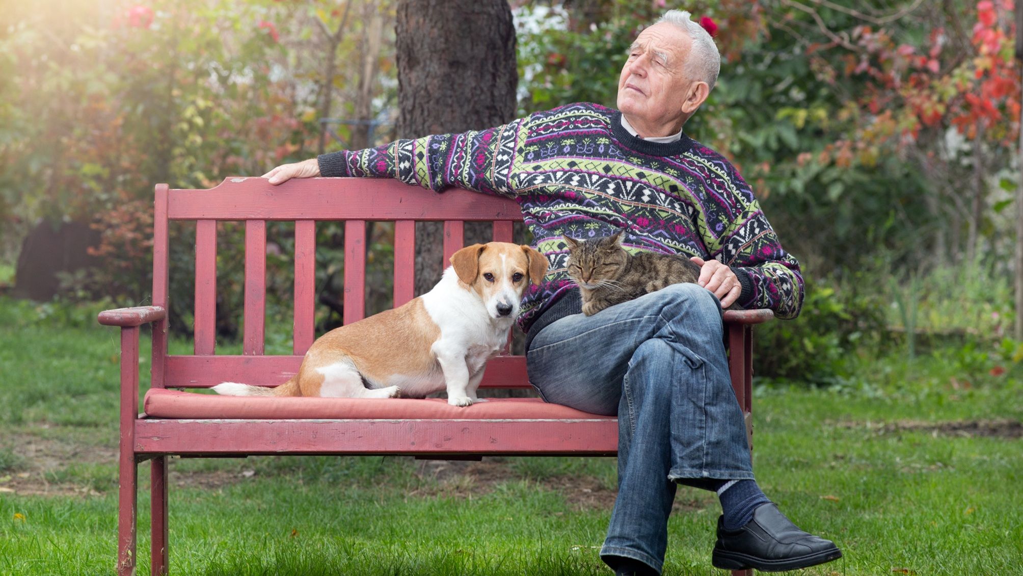 Les chiens et les chats : qui a une meilleure retraite ?
