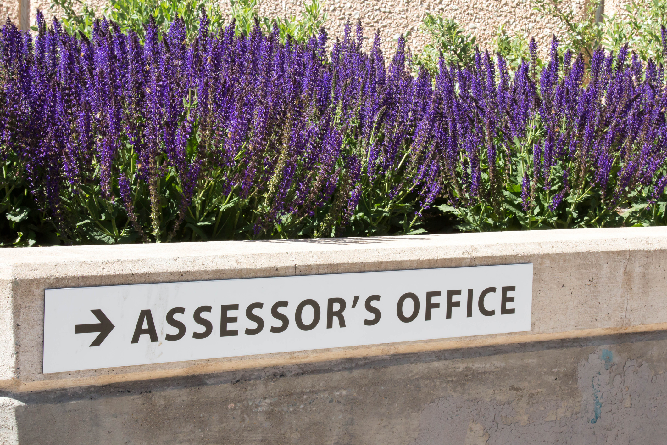 Inscrivez-vous pour le bureau de l'évaluateur à l'extérieur d'un bâtiment avec des fleurs violettes