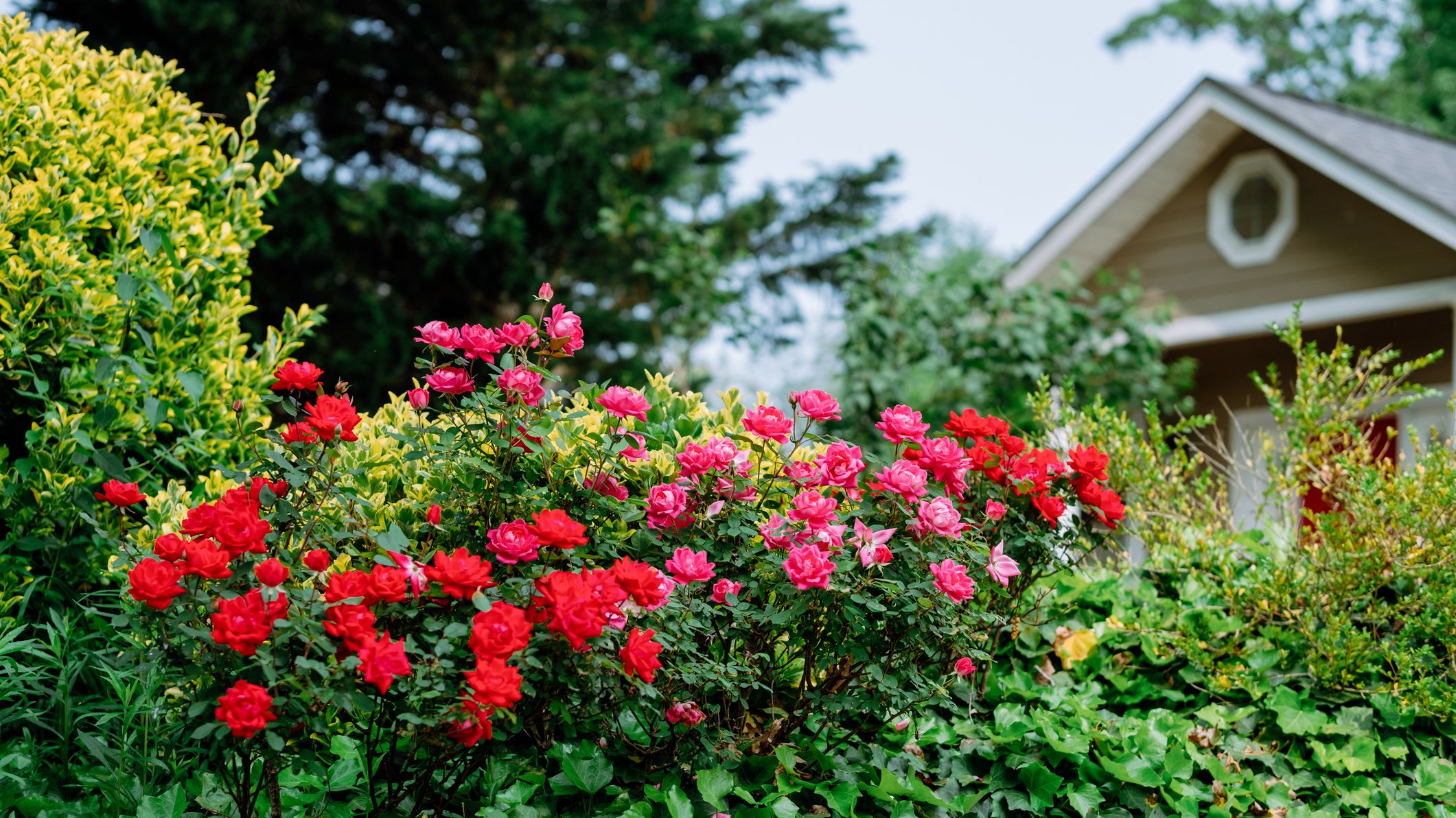Roses rouges poussant dans la cour avant d’une maison.