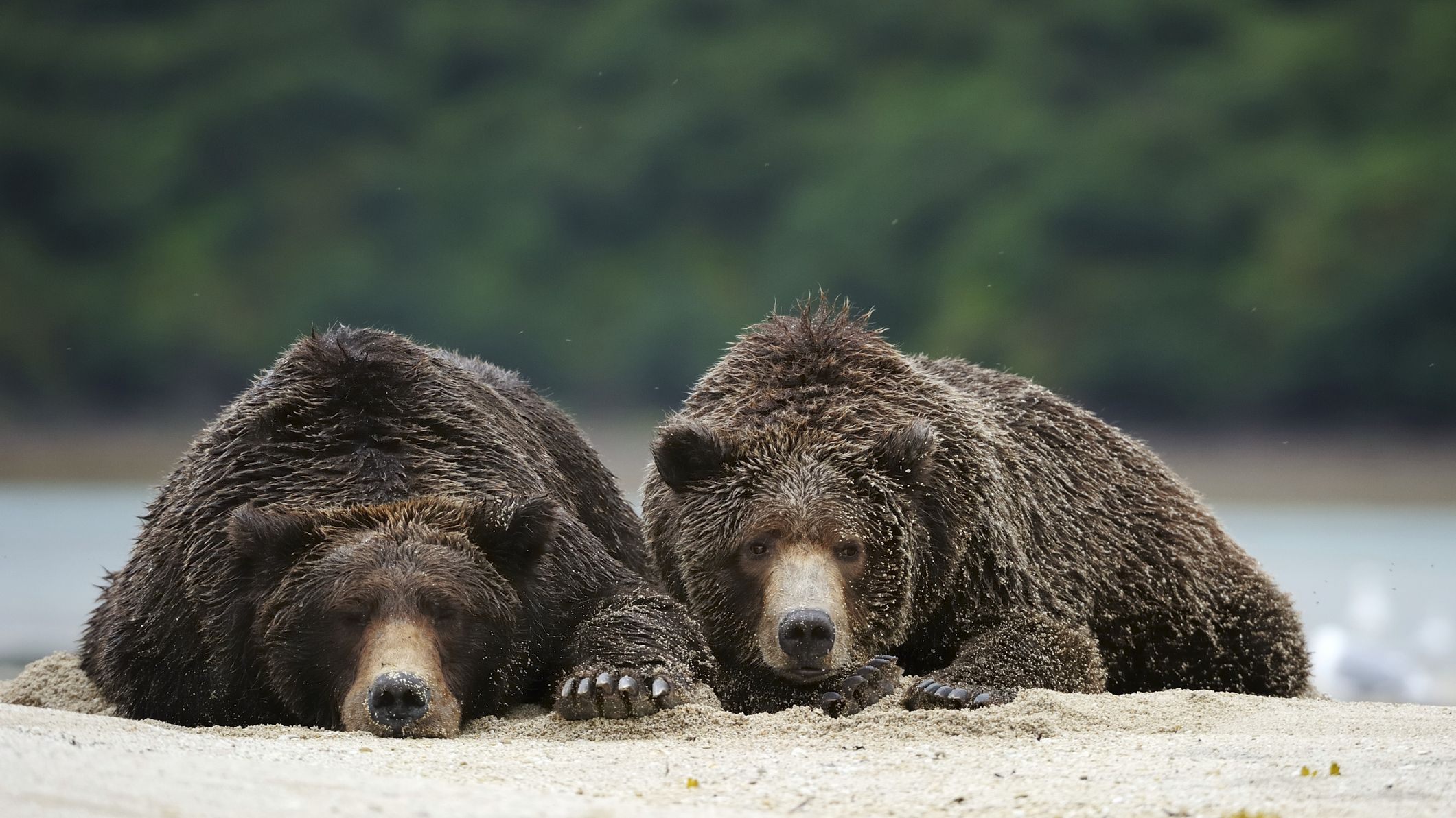 Deux ours se reposent dans le sable du parc national et réserve de Katmai en Alaska.