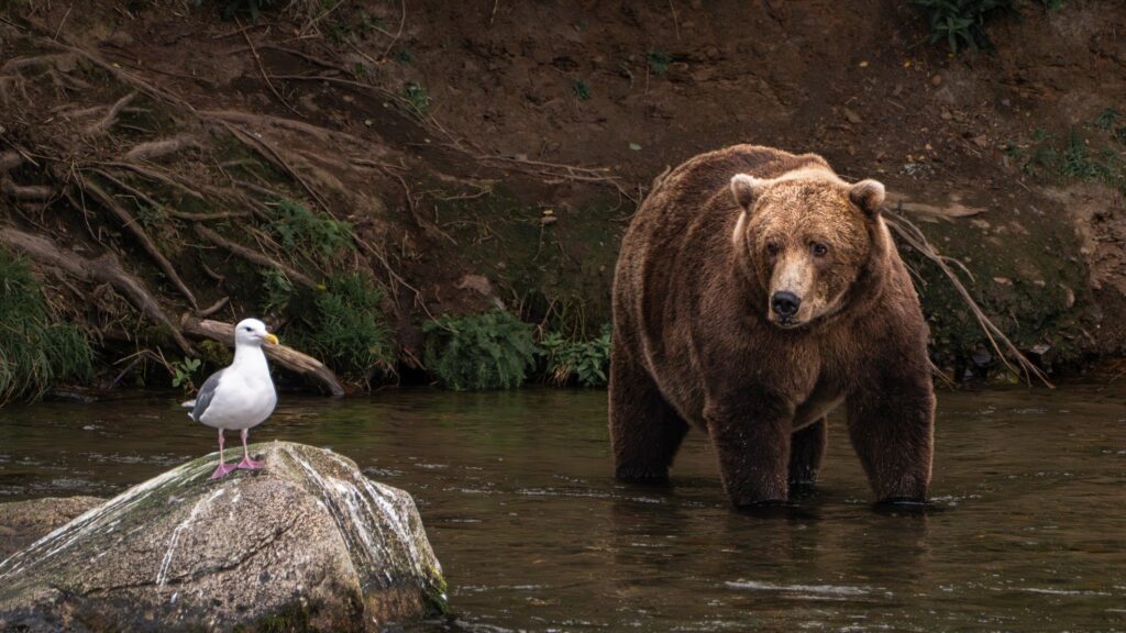 Devrions-nous tous être de gros ours avec notre argent ?