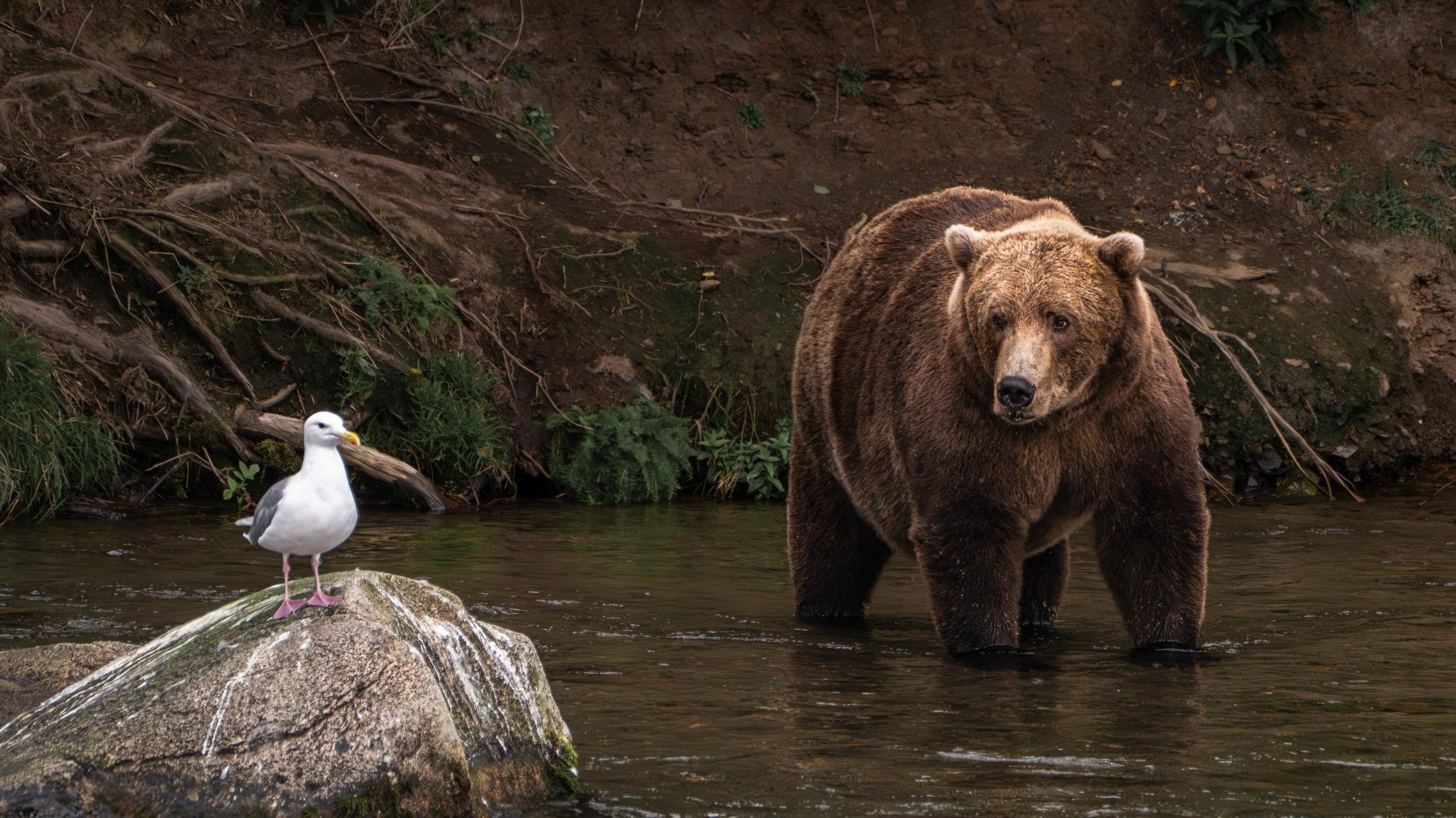 Devrions-nous tous être de gros ours avec notre argent ?