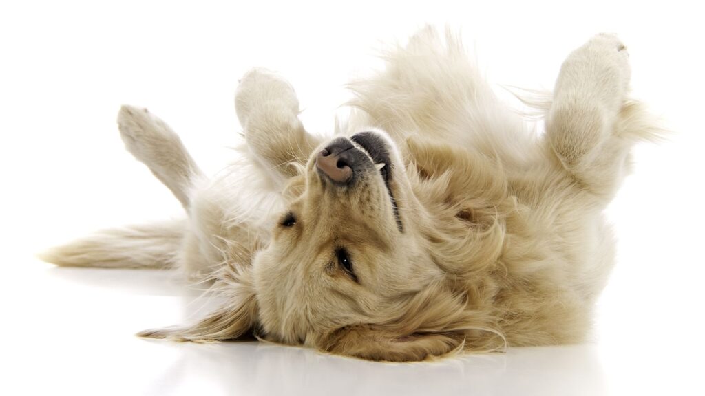 Comment faire le mort peut maximiser le retour sur investissement de votre investissement