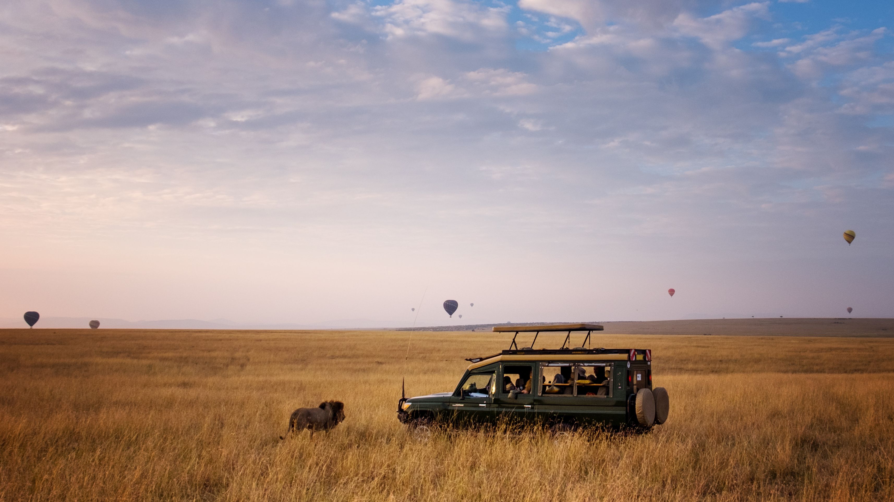 Un lion mâle traversant directement devant un véhicule de safari avec des montgolfières en arrière-plan au lever du soleil dans le Masai Mara, au Kenya.