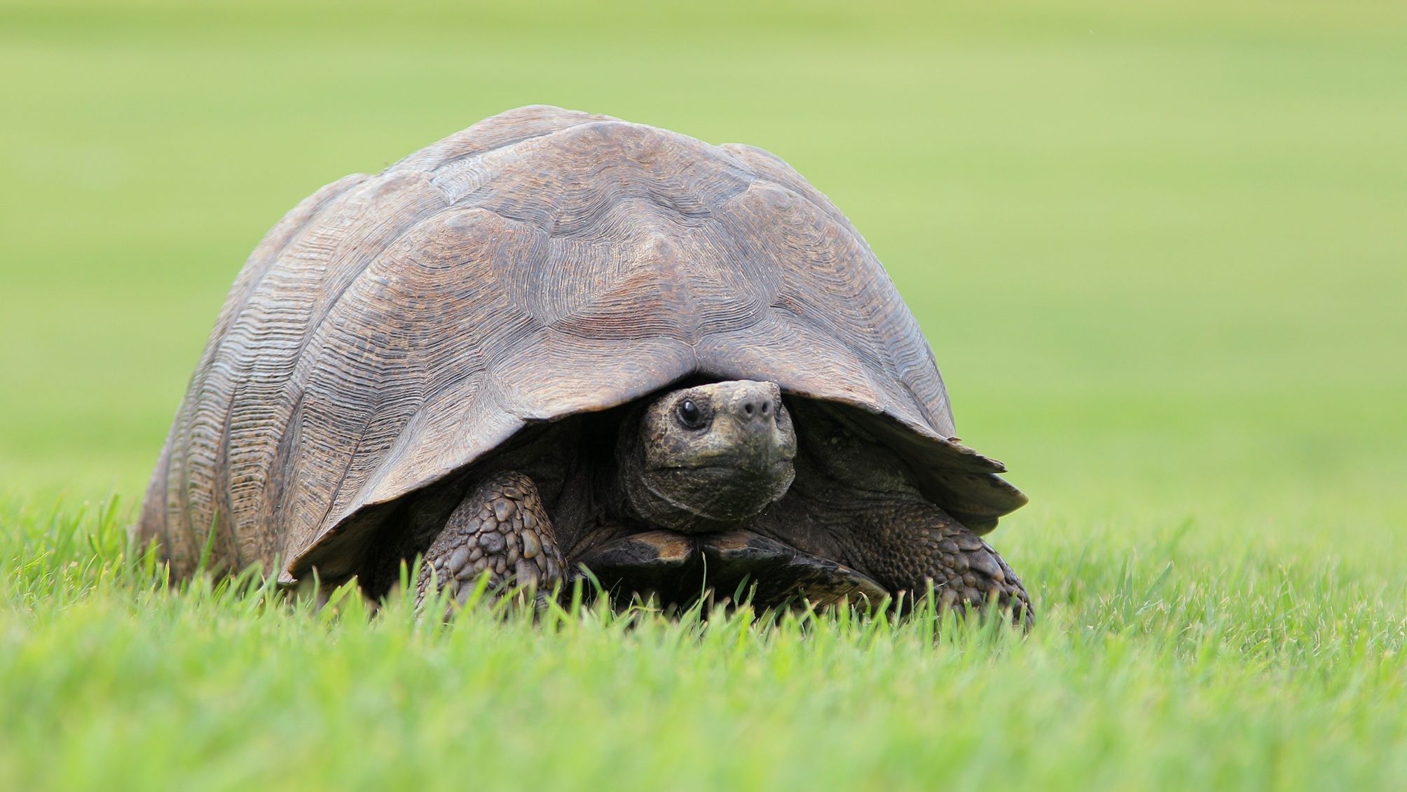Slow and Steady a remporté la course à 1 million de dollars pour les plombiers