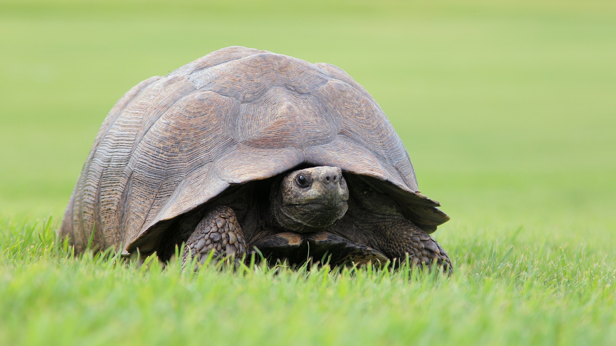 Une grosse tortue sur l'herbe verte.